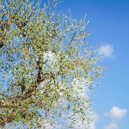 Quattroperle Trulli - Relax - Puglia * Castellana Grotte